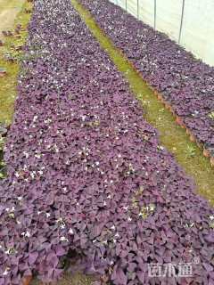 高度10厘米紫叶酢浆草