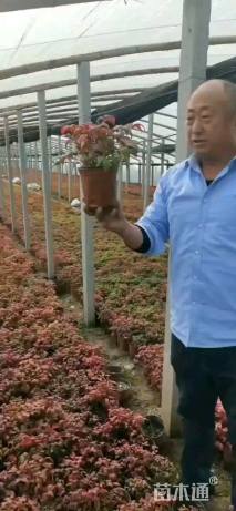 高度15厘米金盏菊