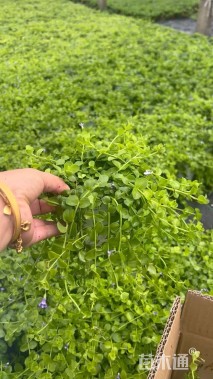 高度15厘米瞳草