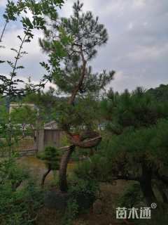 高度4.5厘米黑松