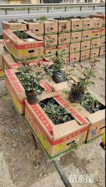 高度50厘米月季