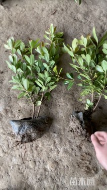 高度56厘米海桐