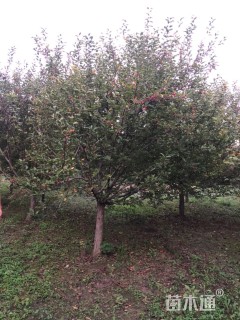 18公分北美海棠