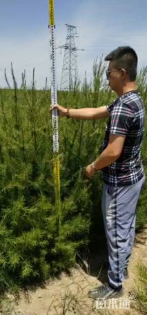 高度1.2厘米白皮松