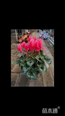 高度30厘米仙客来