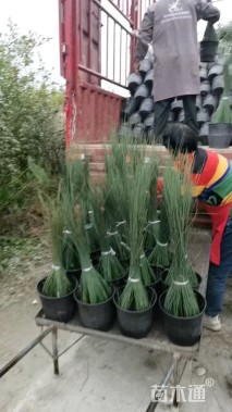 高度40厘米灯心草