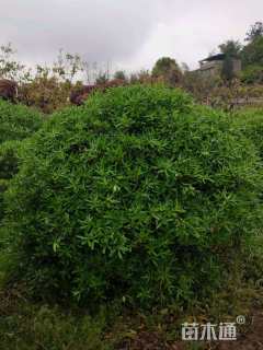 冠幅1500厘米海桐球