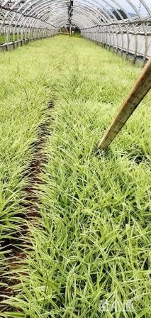 高度25厘米银边吊兰