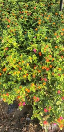 冠幅35厘米五色梅