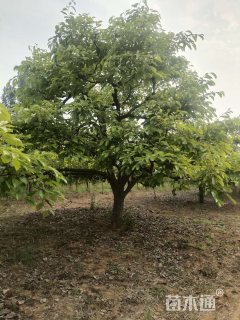 32公分柿树