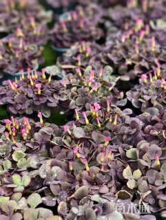 高度15厘米红花酢浆草