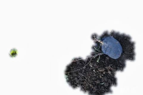 高度30厘米金山绣线菊