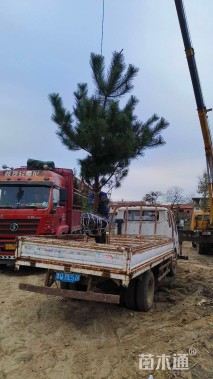 高度600厘米侧柏