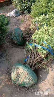 冠幅200厘米海桐球