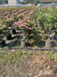 高度80厘米品种月季