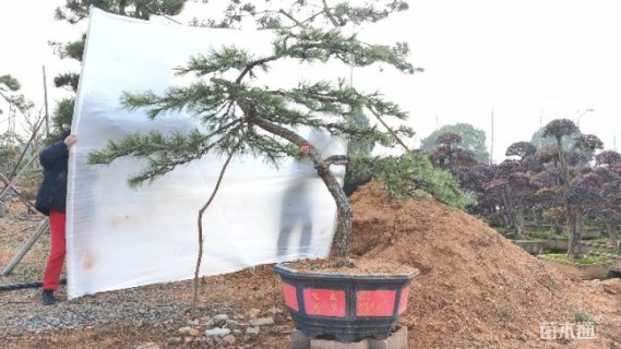 高度180厘米庭院松