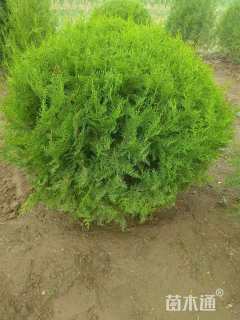 高度80厘米侧柏球