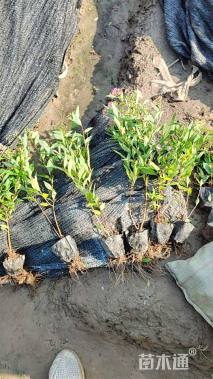 高度30厘米粉花绣线菊