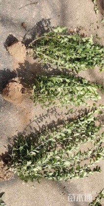 高度50厘米卫矛