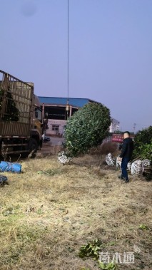 高度250厘米丛生桂花