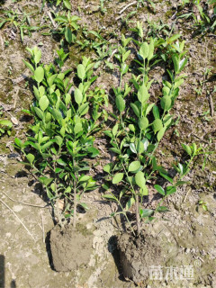 高度50厘米大叶黄杨小苗