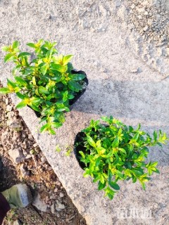 高度15厘米萼距花