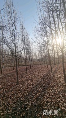 10公分彩叶豆梨