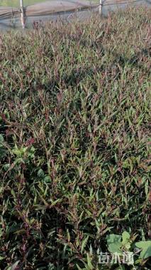 高度20厘米千鸟花