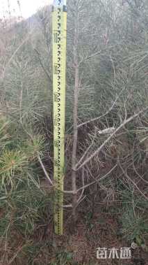 高度100厘米白皮松