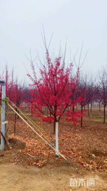 高度200厘米红珠宝海棠