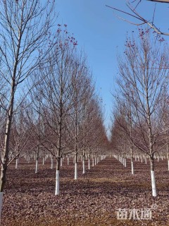 18公分美国红枫