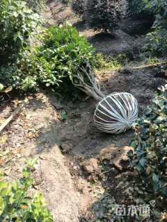 高度150厘米茶花