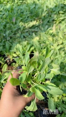 高度10厘米鼠尾草