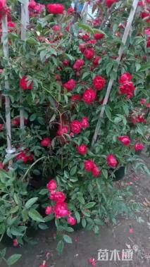 120厘米藤本月季