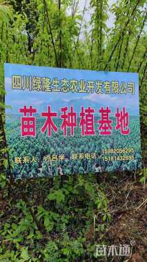 1.0公分五月脆李子苗