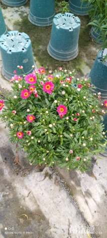 高度25厘米玛格丽特花