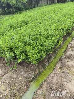 高度12厘米黄杨