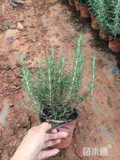 高度25厘米迷迭香