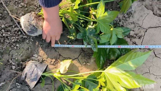 高度45厘米八角金盘小苗