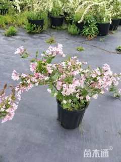 高度60厘米猬实