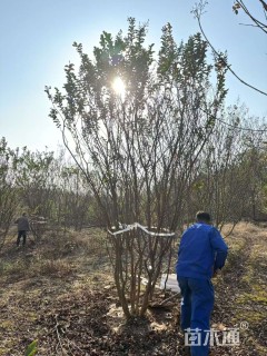 高度350厘米丛生紫薇