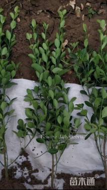 高度50厘米大叶黄杨