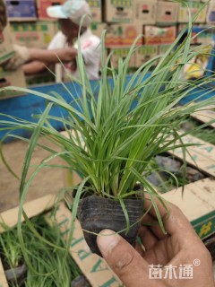 高度20厘米青绿苔草