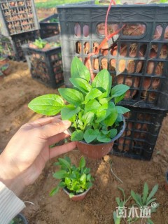 高度20厘米松果菊