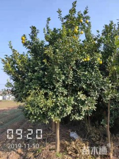 8公分香泡