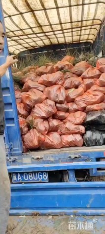 高度80厘米细叶芒