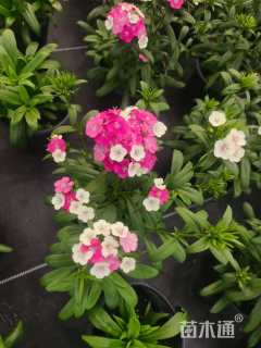 高度20厘米石竹