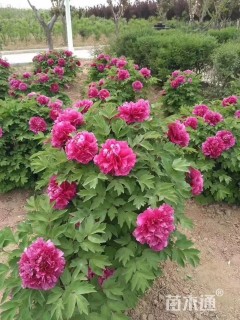 高度25厘米牡丹