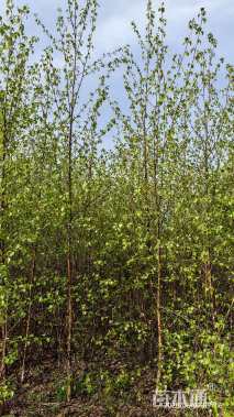 高度30厘米白桦小苗