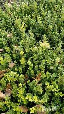 高度40厘米瓜子黄杨